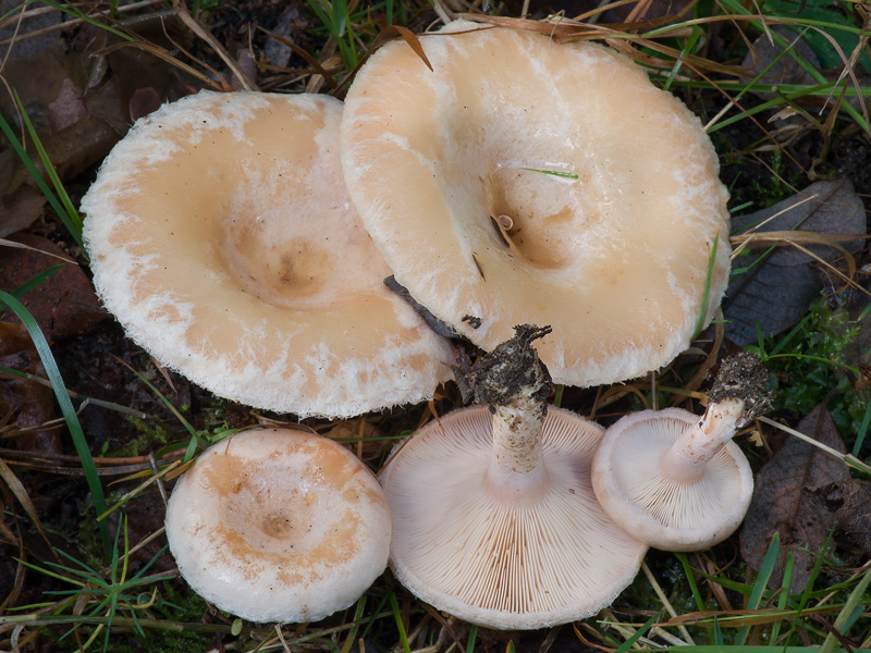 Lactarius pubescens